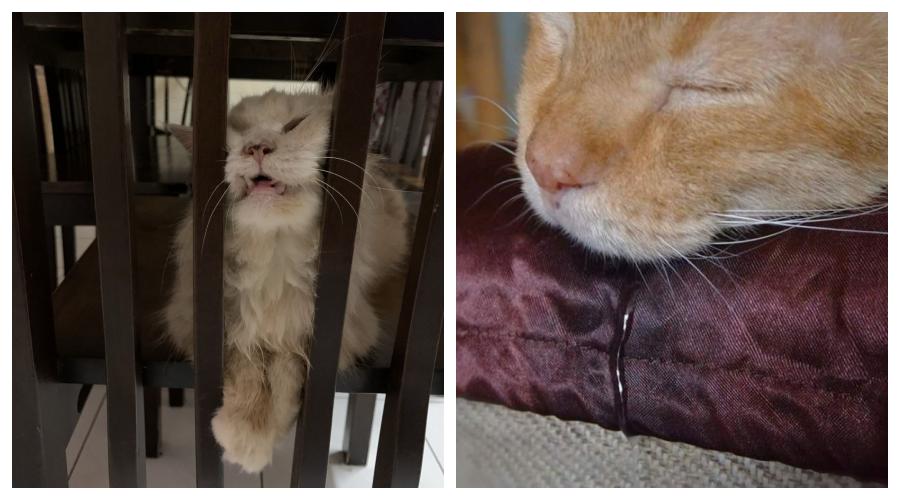 8 Potret Nyebelin Kucing Lagi Tidur, Biar Kamu Semangat di Hari Senin