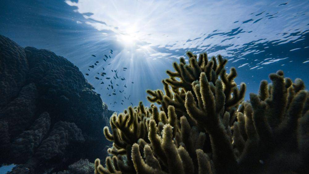 Kelompok ikan dan terumbu karang di bawah laut. (unsplash.com/Marek Okon)