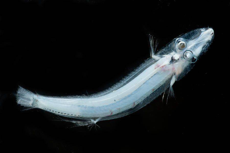 brownsnout spookfish (fineartamerica.com)