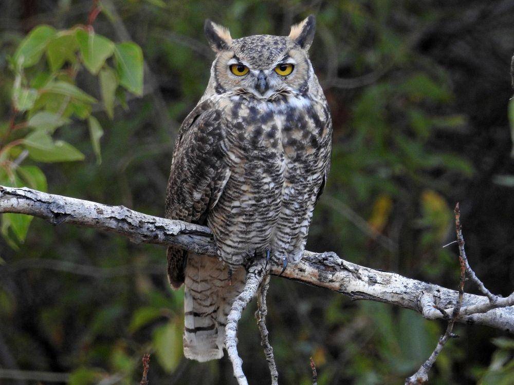 burung hantu great horned (ebird.org)