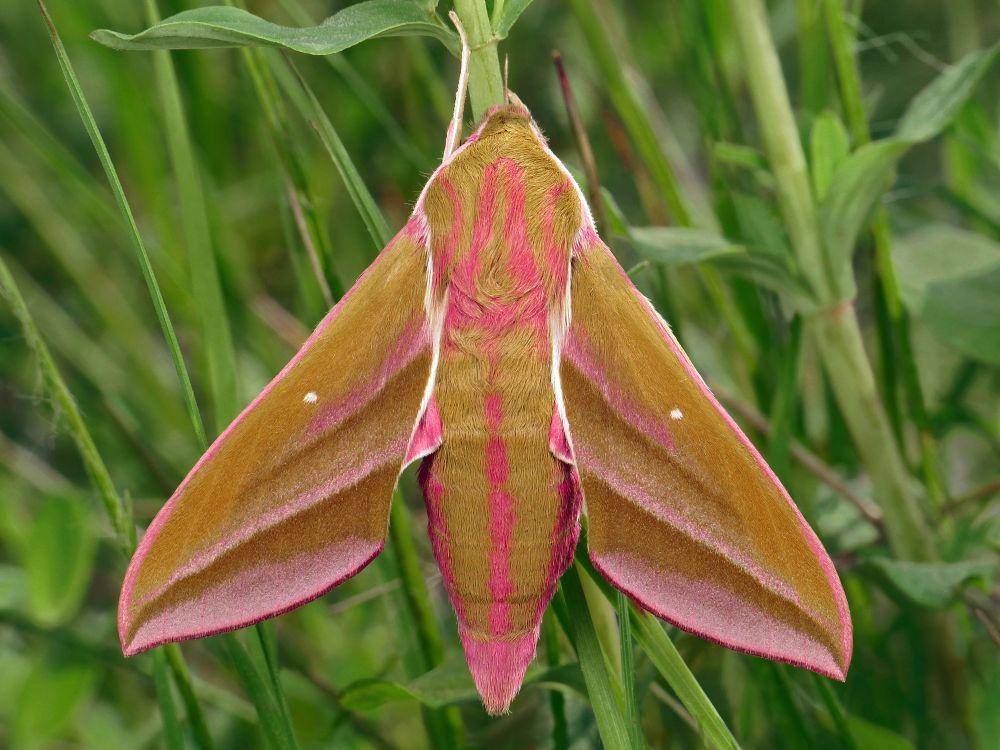 ngengat elang gajah (butterfly-conservation.org)