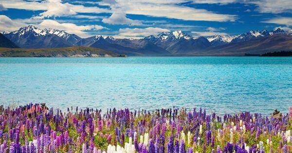 Danau Tekapo (viator.com)
