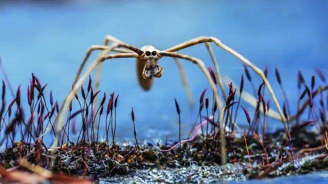 laba-laba wajah raksasa (theaustralian.com.au)