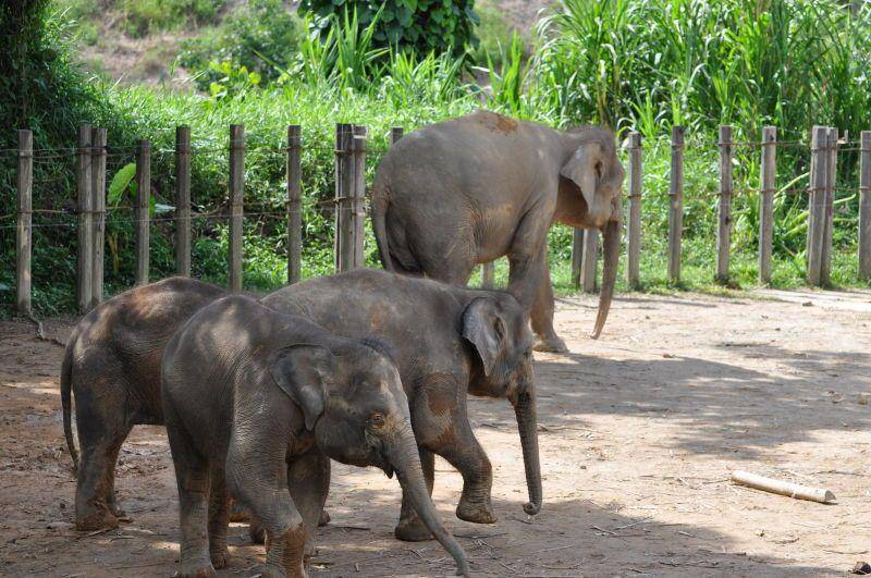 Kawanan gajah sumatra di penangkaran. (animalia.bio)