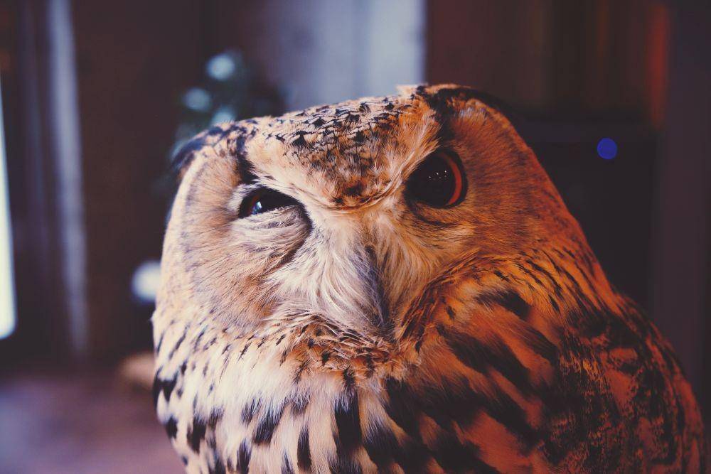 burung hantu (ourfunnylittlesite.com)