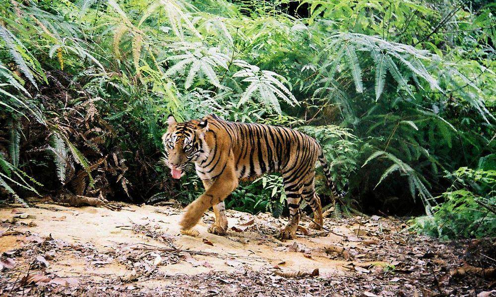Harimau Sumatra yang terekam kamera di alam. (worldwildlife.org)
