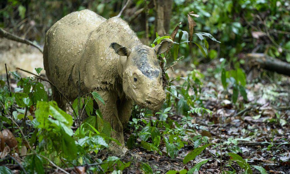 Anak badak Sumatra yang berbalut dengan lumpur. (worldwildlife.org)