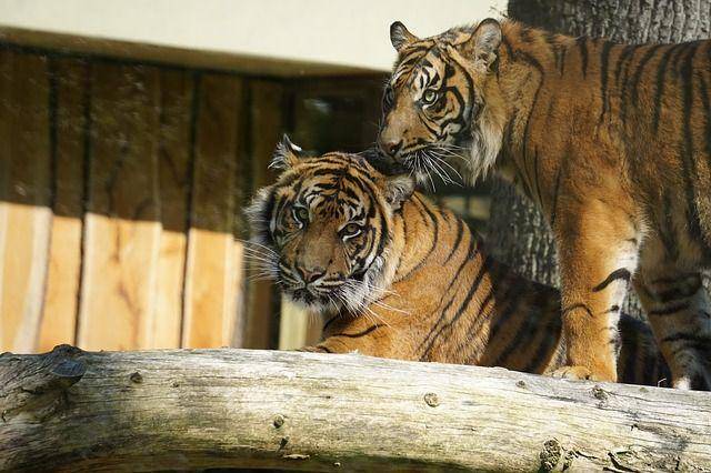 Sepasang harimau Sumatra di kebun binatang. (pixabay.com/7103983)