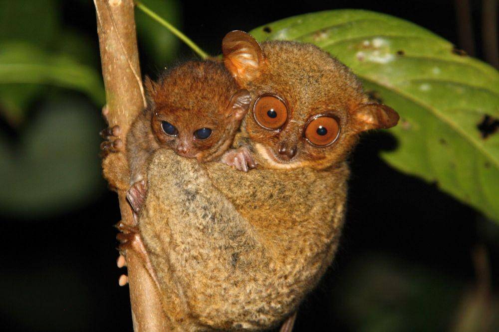 tarsius (tarsiusproject.org)