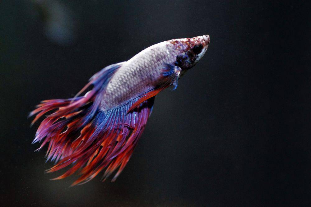 ikan cupang (pixabay.com/Ivabalk)