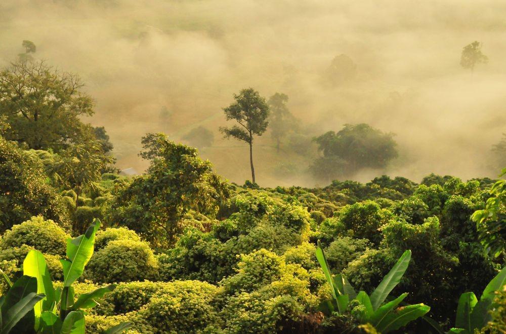 6 Negara Pemilik Hutan Hujan Tropis Terbesar di Dunia, Sudah Tahu?