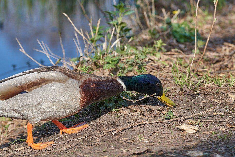 Duck eat bill water bird (pixabay/RoyBuri)