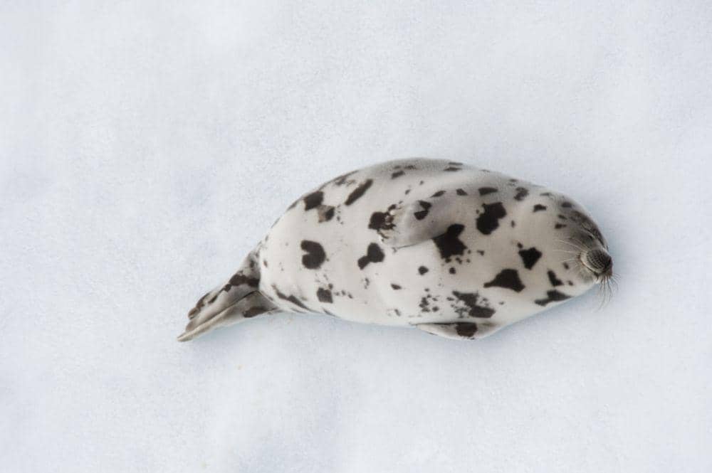 Anjing laut harpa usia remaja (oceanwide-expeditions.com)