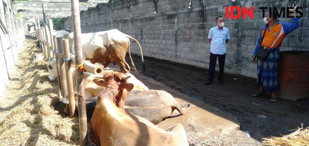 Pemantauan kesehatan hewan kurban oleh DPPKP Bantul disalah satu pedagang hewan kurban.(IDN Times/Daruwaskita)