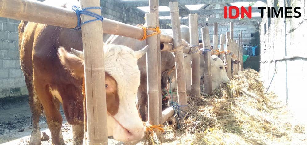 Sapi kurban yang dititipkan oleh sohibul sebelum disembelih.(IDN Times/Daruwaskita)