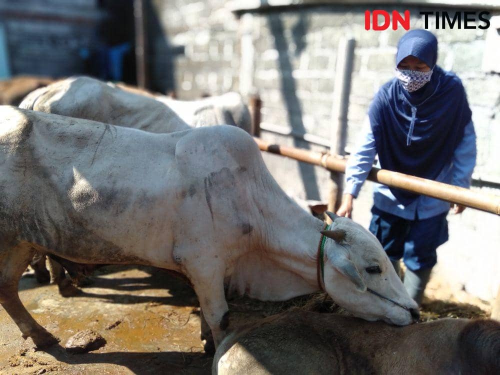 Petugas memeriksa kesehatan hewan kurban. (IDN Times/Daruwaskita)