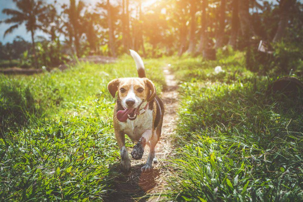 ilustrasi anjing (pexels.com/Artem Beliaikin)