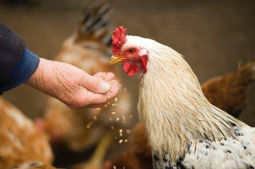 Person feeding white chicken outdoor (pexels/Alexandr Podvalny)