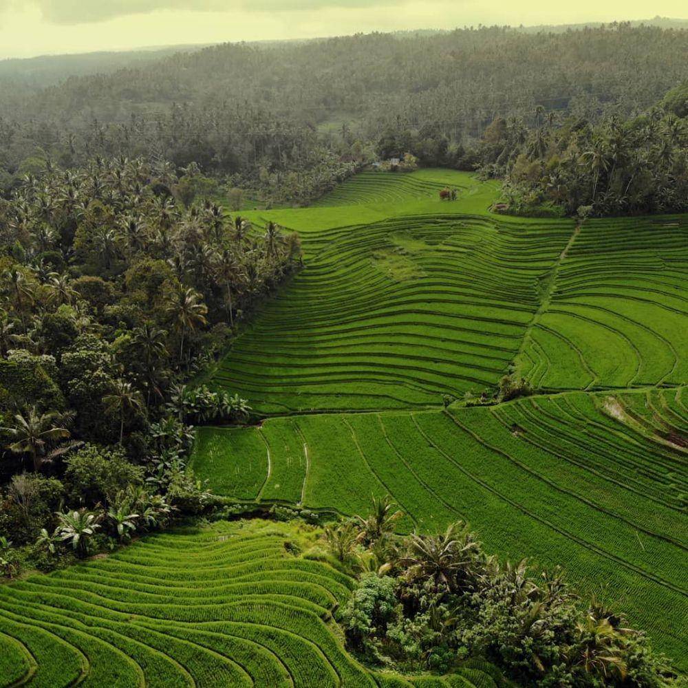 Pupuan, Bali (instagram.com/adhidarma_ants)