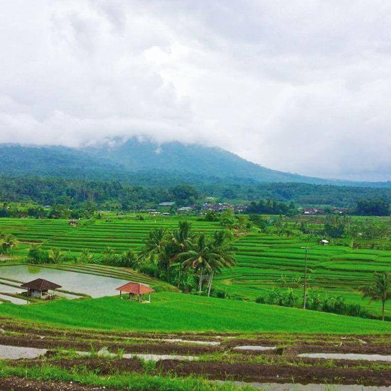 Jatiluwih, Bali (instagram.com/agusdoll)