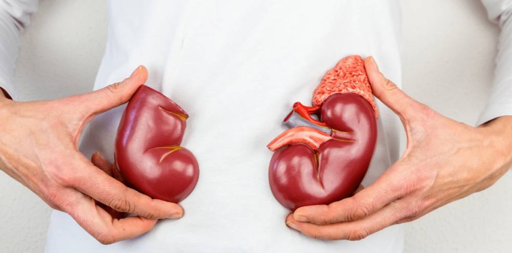ilustrasi ginjal (andersonsnutrition.com)