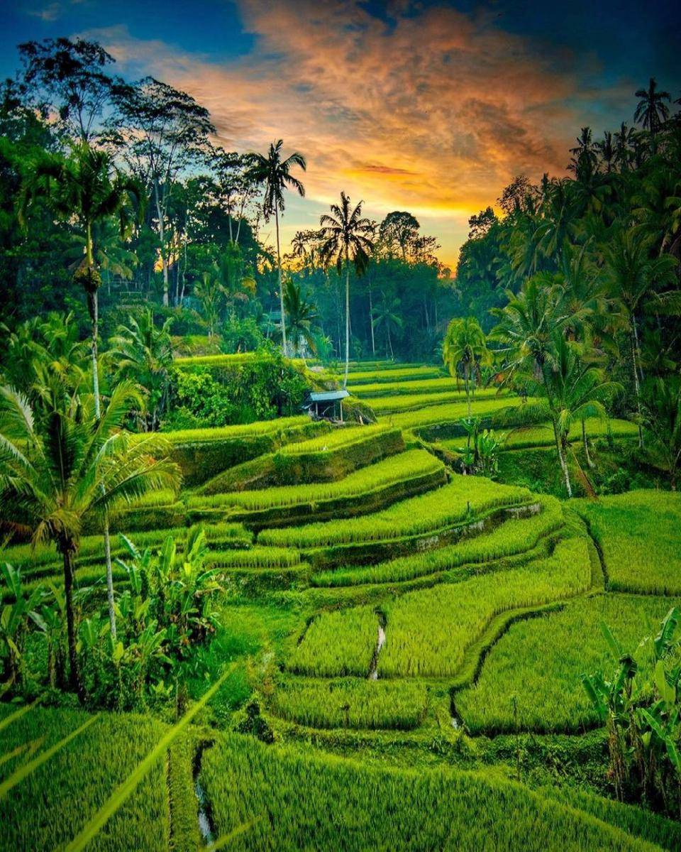 Tegallalang, Bali (instagram.com/kyrenian)