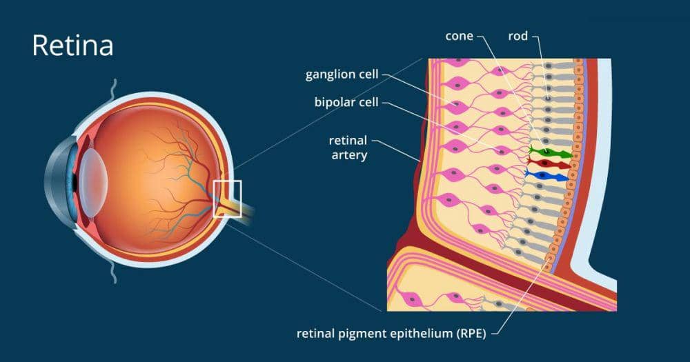 ilustrasi anatomi retina (allaboutvision.com)