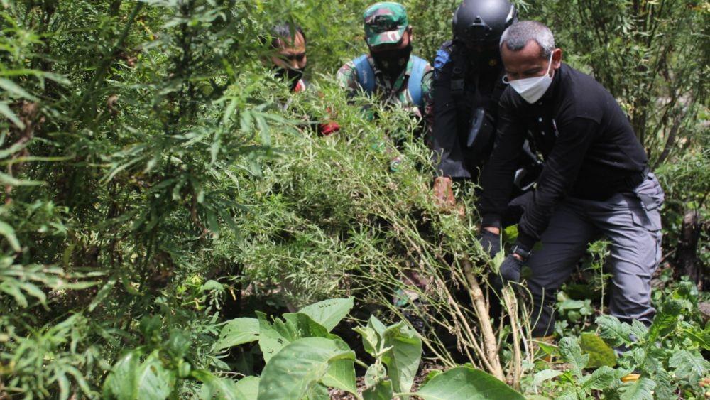 Pakar UGM: Obat dari Ganja Bisa Legal, Asal...