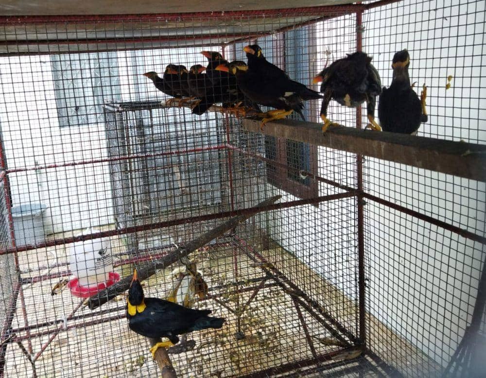 Burung-burung hasil sitaan petugas di Kalimantan. Foto Gakkum KLHK Kalimantan
