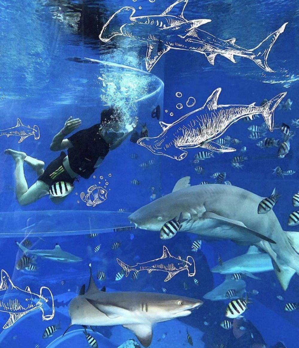 Adventure Cove (Instagram.com/rwsentosa)