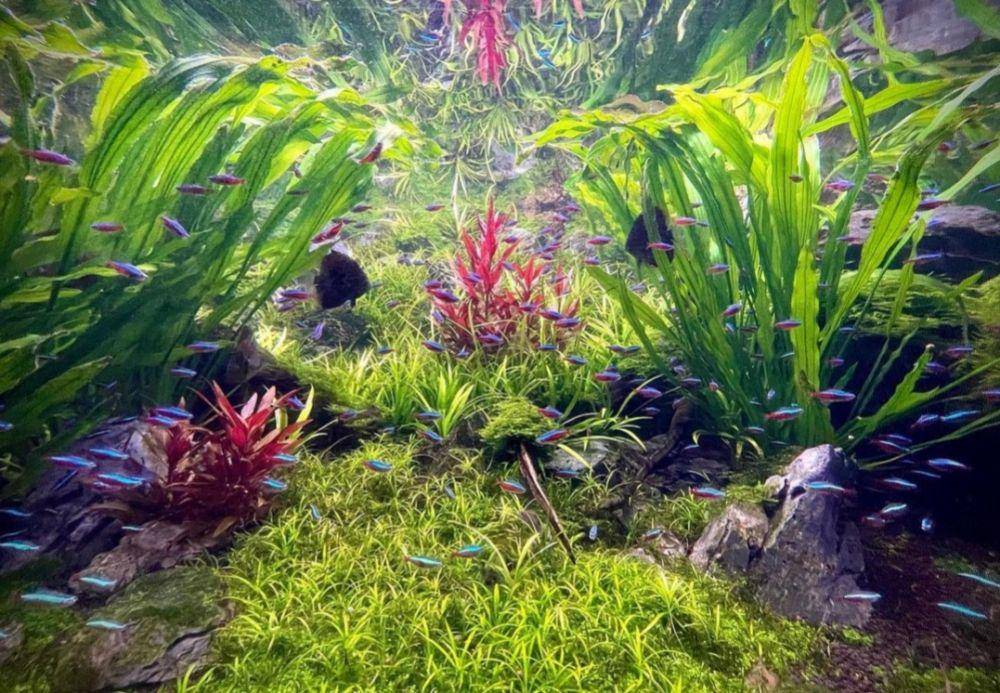 River Safari (Instagram.com/amiroo)