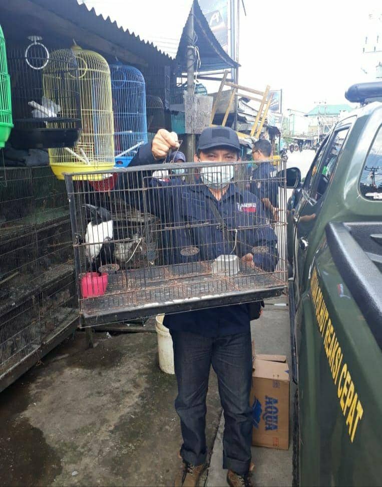 Burung sitaan yang diperdagangkan di Kalimantan. Foto Gakkum KLHK Kalimantan