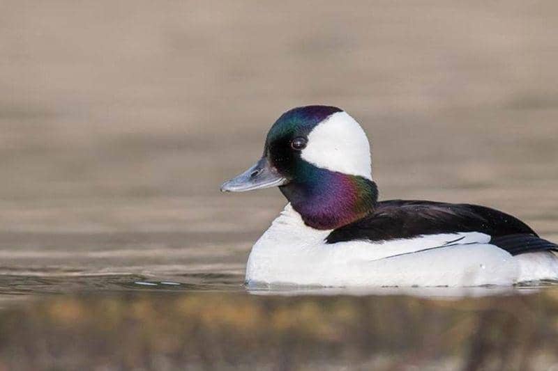Bufflehead (ravallirepublic.com)