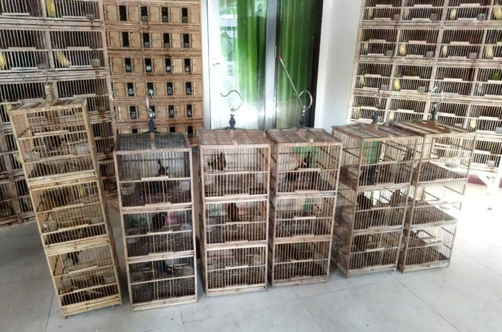 Burung-burung langka Kalimantan yang akan dikirimkan ke Surabaya dan Pare-Pare. Foto Gakkum KLHK Kalimantan