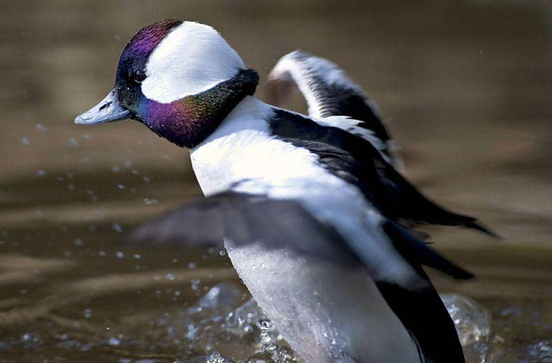 Bufflehead (mucc.org)