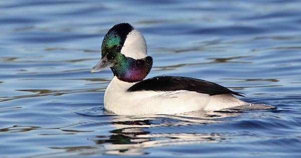 5 Fakta Unik Bufflehead, Spesies Bebek Penyelam Terkecil di Dunia