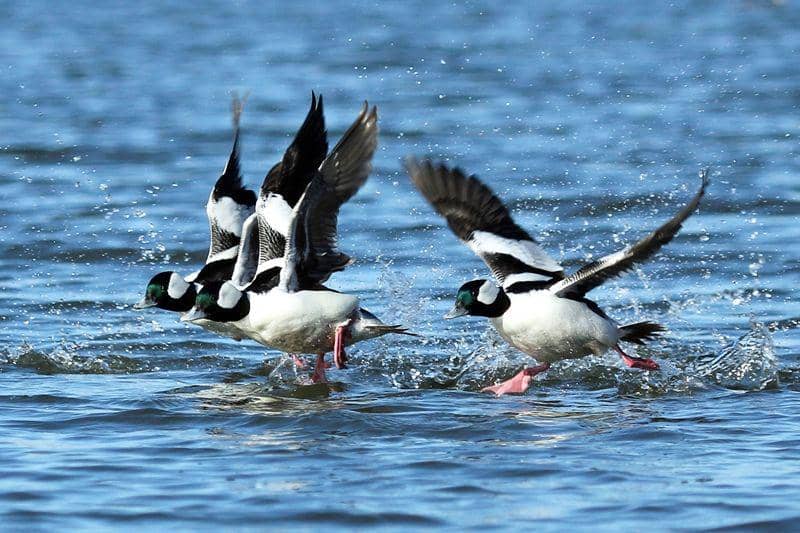 Bufflehead (audubon.org)