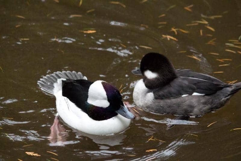Bufflehead (oregonzoo.org)
