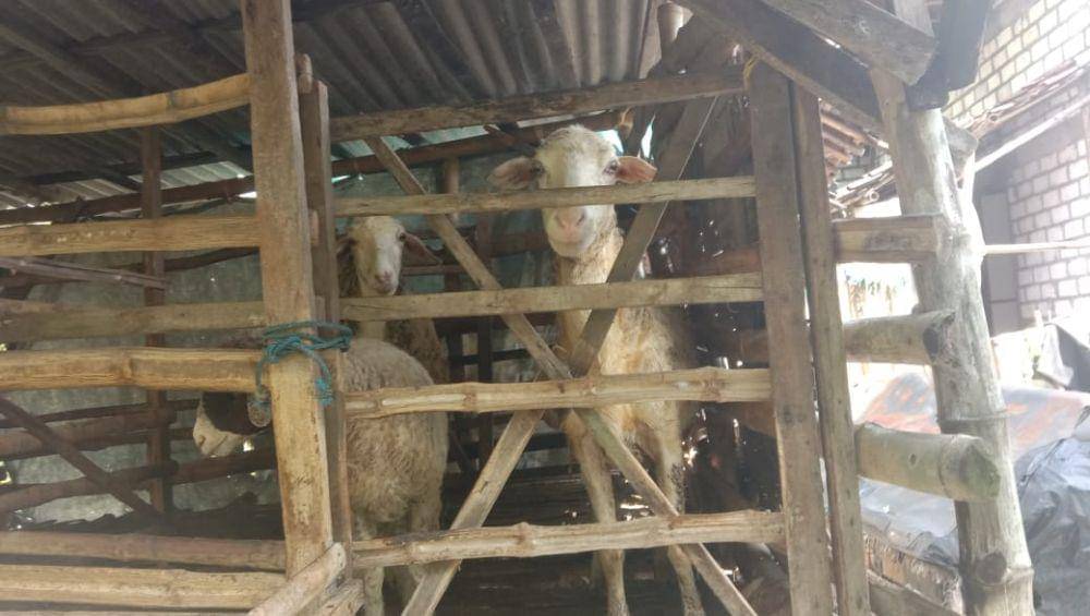 Ilustrasi hewan kurban kambing. IDN Times/Imron