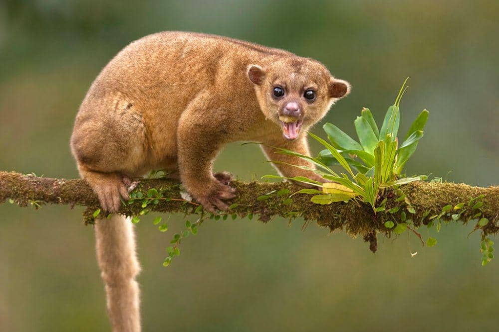 kinkajou (animals.sandiegozoo.org)