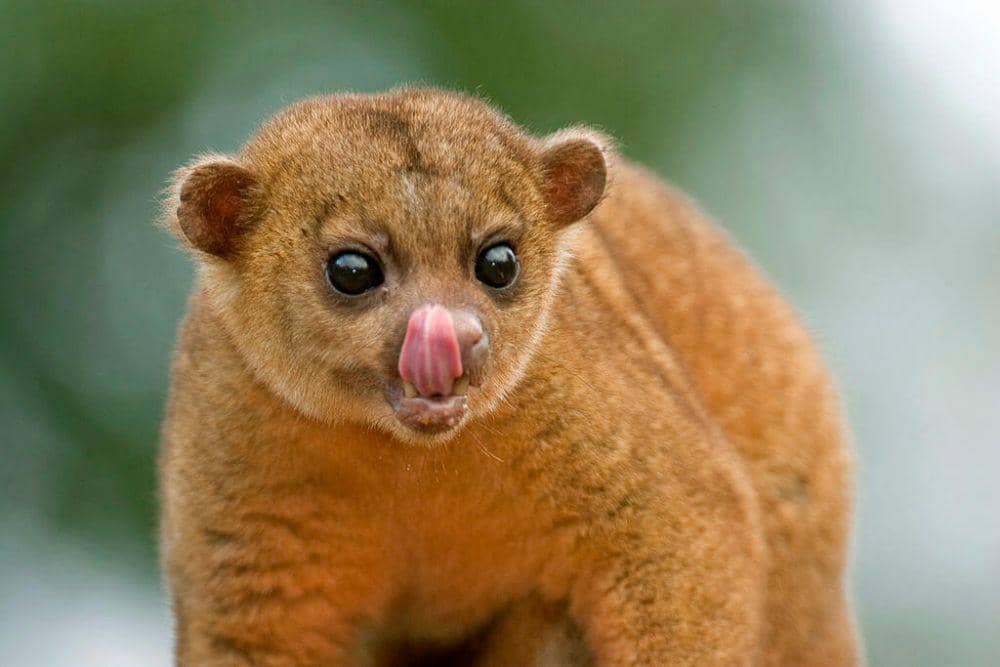 5 Fakta Menarik Kinkajou, Si Misterius yang Punya 'Tangan' Tambahan