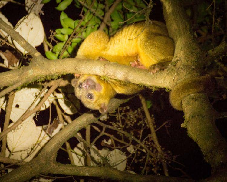 kinkajou dengan ekor yang menjaga keseimbangan ketika memanjat pohon (animalia.bio)