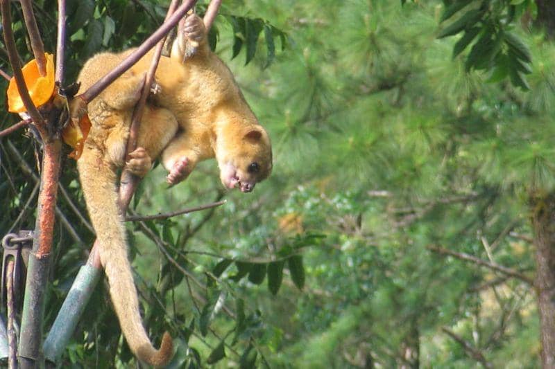 kinkajou (animalia.bio)