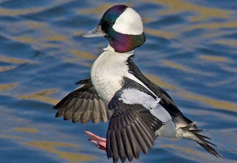 Bufflehead (bclandtrust.org)