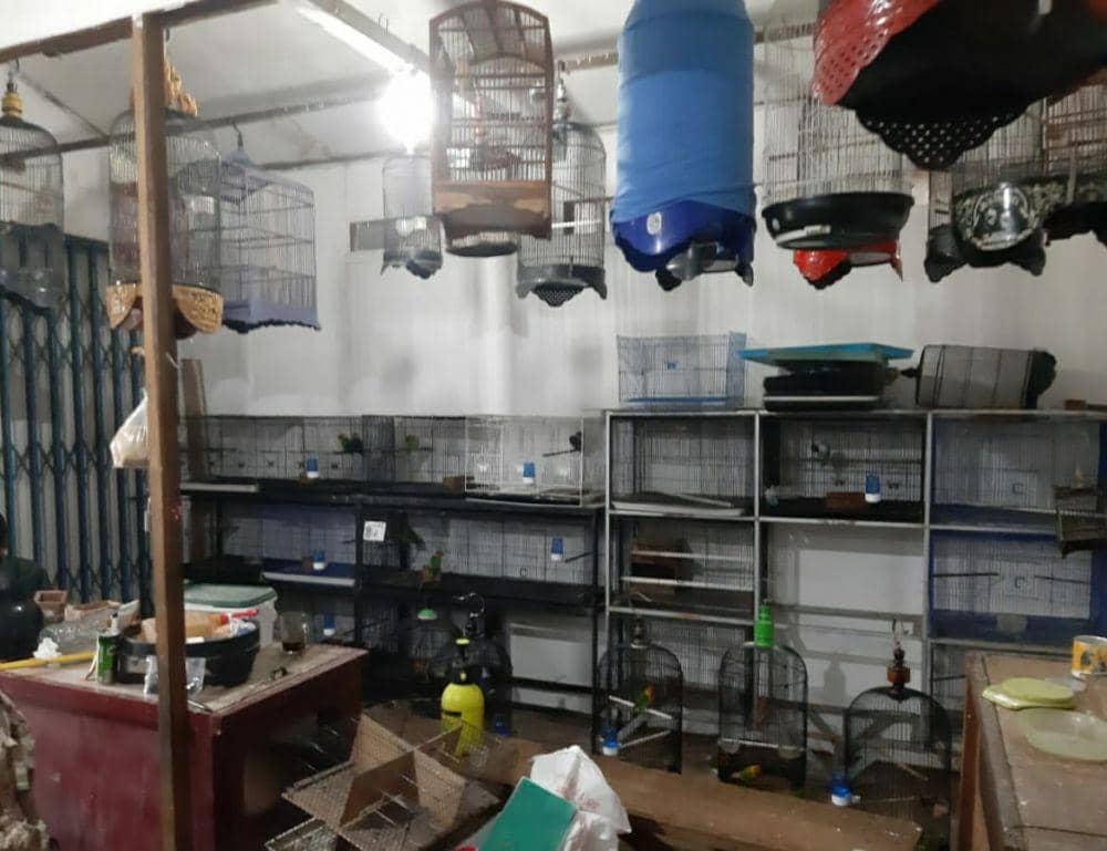 Burung-burung pelbagai jenis yang berada lokasi pengungkapan. Foto Gakkum KLHK Kalimantan