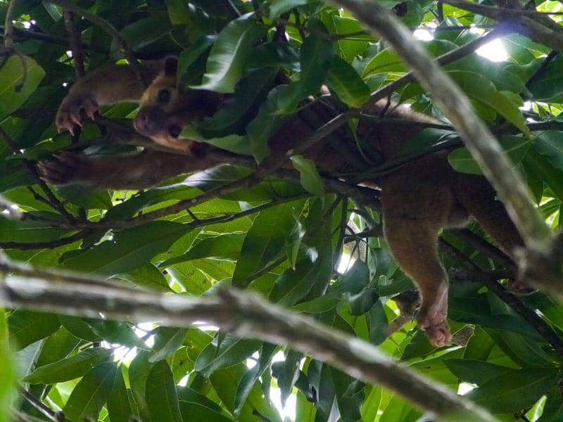 kinkajou saat di atas pohon sendirian (animalia.bio)
