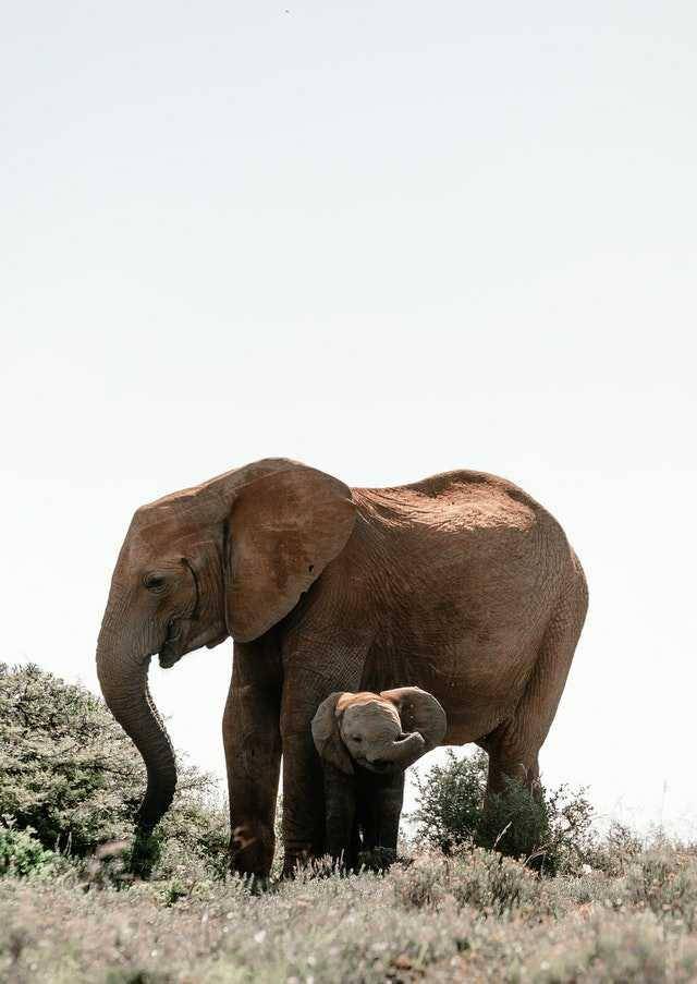 anak gajah (pexels.com/Rachel Claire)