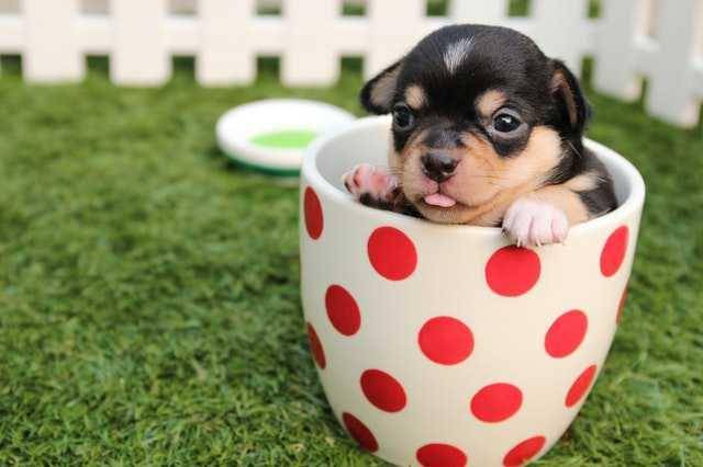 anak anjing (pexels.com/pixabay)