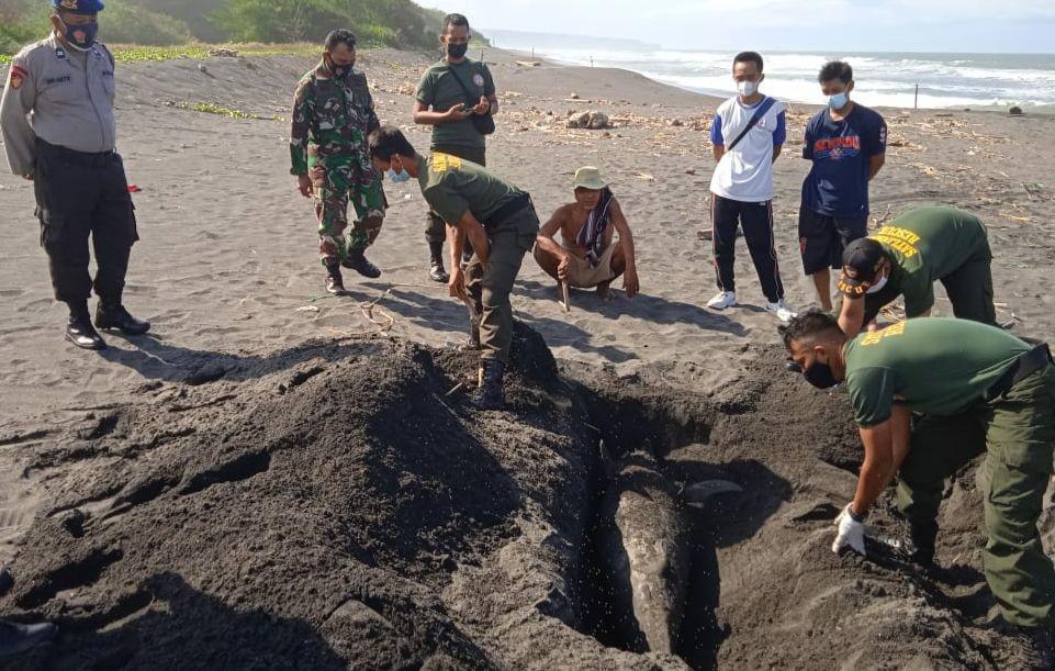 Seekor Lumba-lumba Ditemukan Mati Terdampar di Pantai Samas Bantul