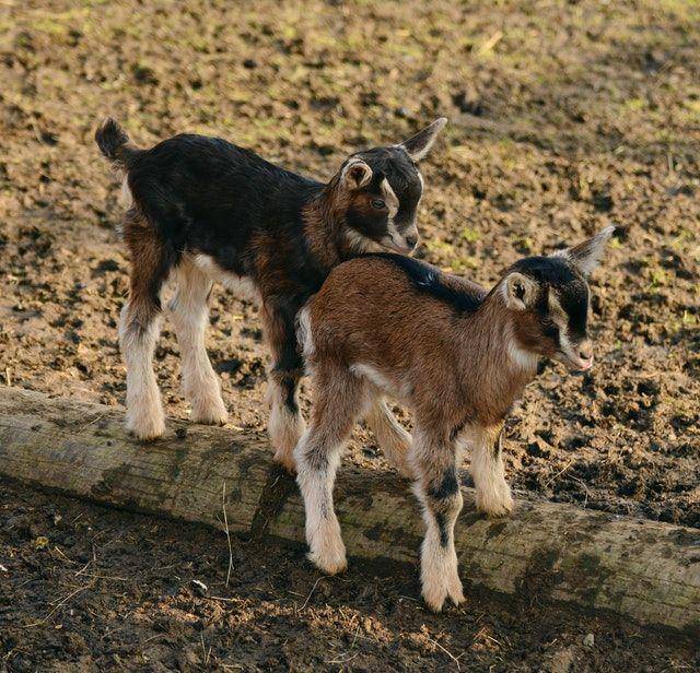 anak kambing (pexels.com/Pixabay)